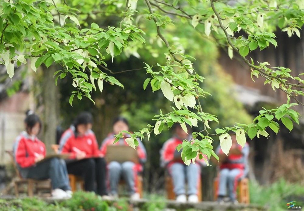 【多彩貴州·花漾中國(guó)】松桃：梵凈山下 鴿子花開