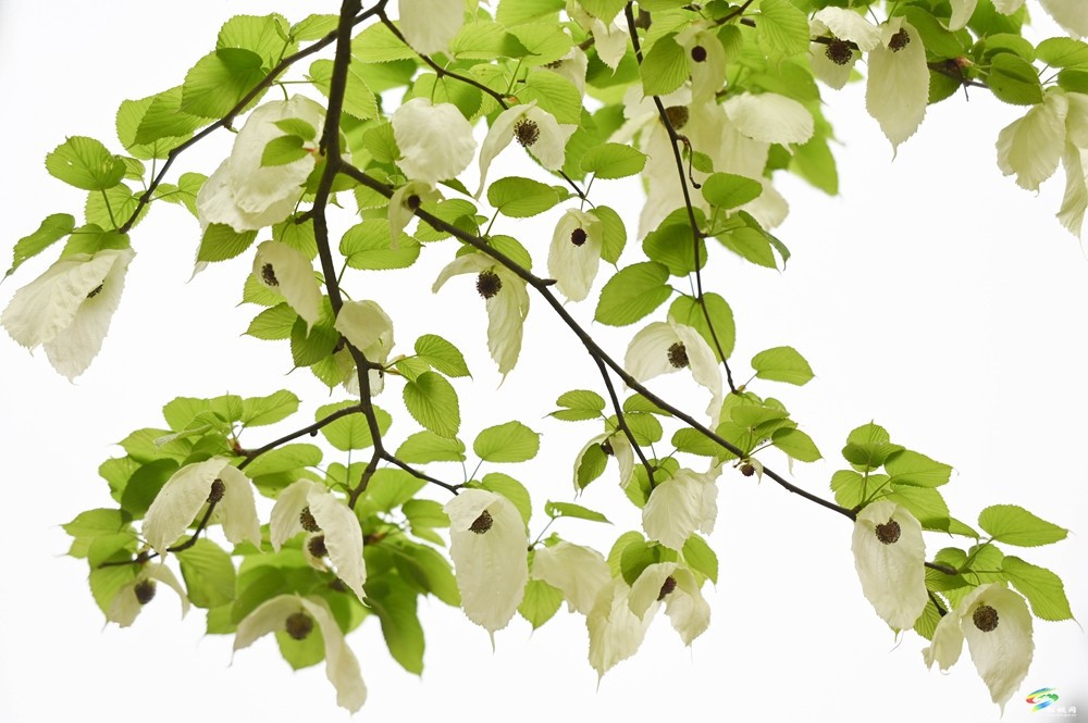 【多彩貴州·花漾中國(guó)】松桃：梵凈山下 鴿子花開