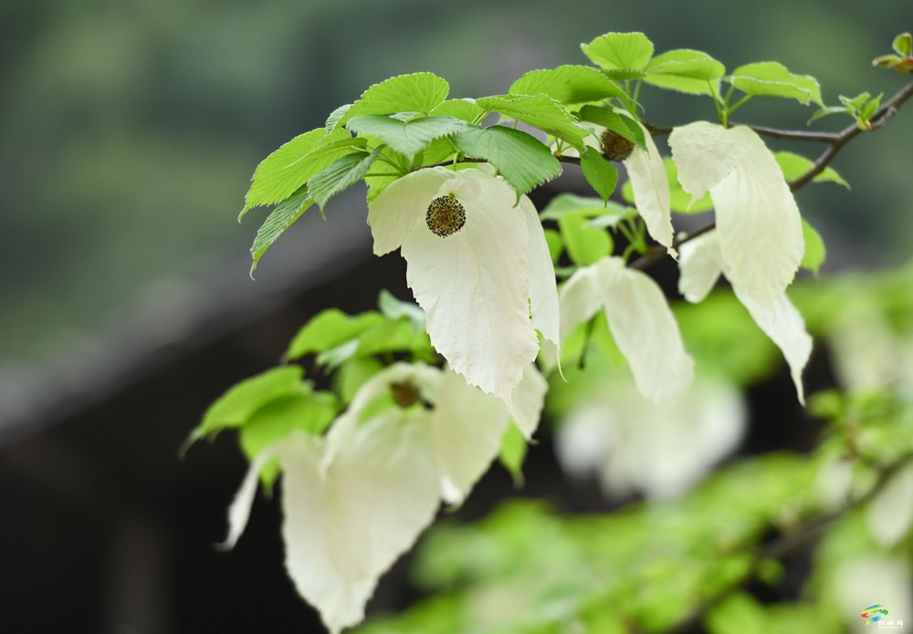 【多彩貴州·花漾中國】松桃：梵凈山下 鴿子花開
