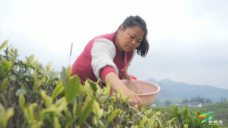 【奮進(jìn)的春天】大坪場(chǎng)鎮(zhèn)：春茶采制正當(dāng)時(shí)