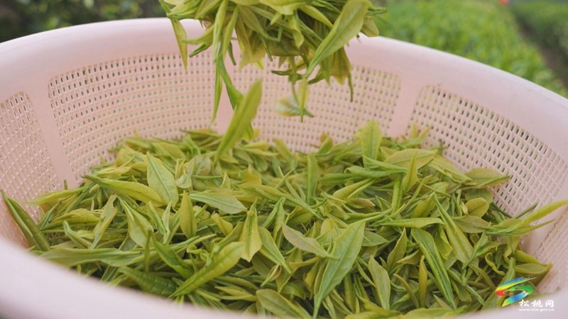 【奮進(jìn)的春天】大坪場(chǎng)鎮(zhèn)：春茶采制正當(dāng)時(shí)