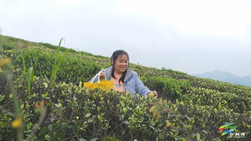 【奮進(jìn)的春天】大坪場(chǎng)鎮(zhèn)：春茶采制正當(dāng)時(shí)