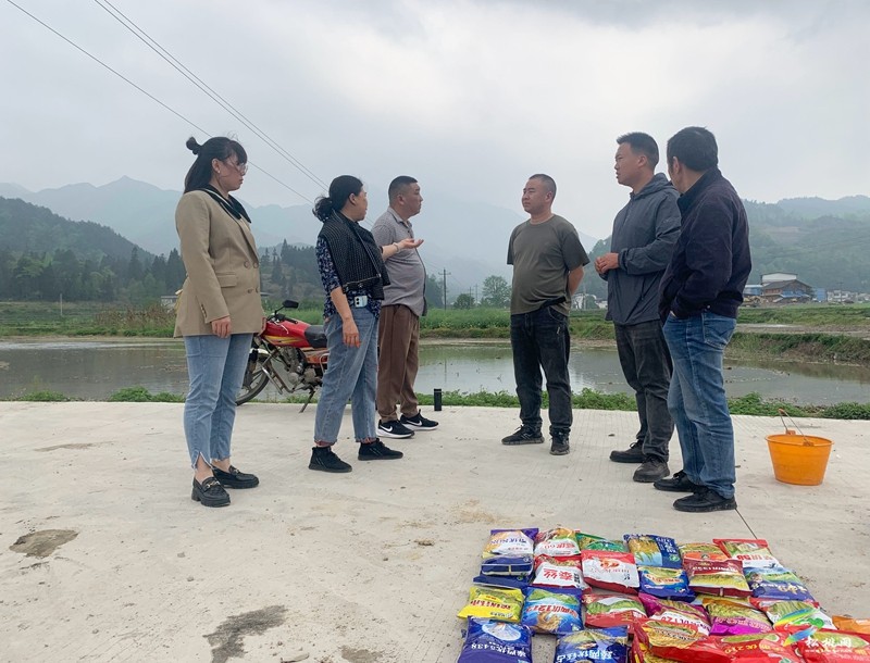 松桃開展水稻試驗育秧?助力農(nóng)民增產(chǎn)增收