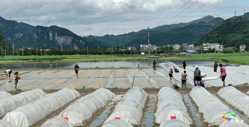 松桃開展水稻試驗育秧?助力農(nóng)民增產(chǎn)增收