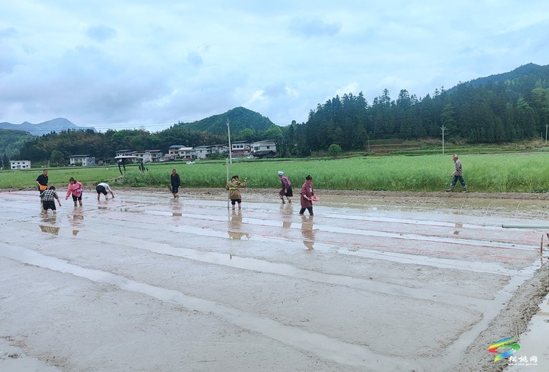松桃開展水稻試驗育秧?助力農(nóng)民增產(chǎn)增收