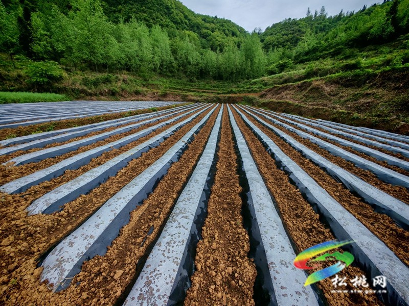 【奮進(jìn)的春天】甘龍鎮(zhèn)：發(fā)放400萬株辣椒苗助農(nóng)增收