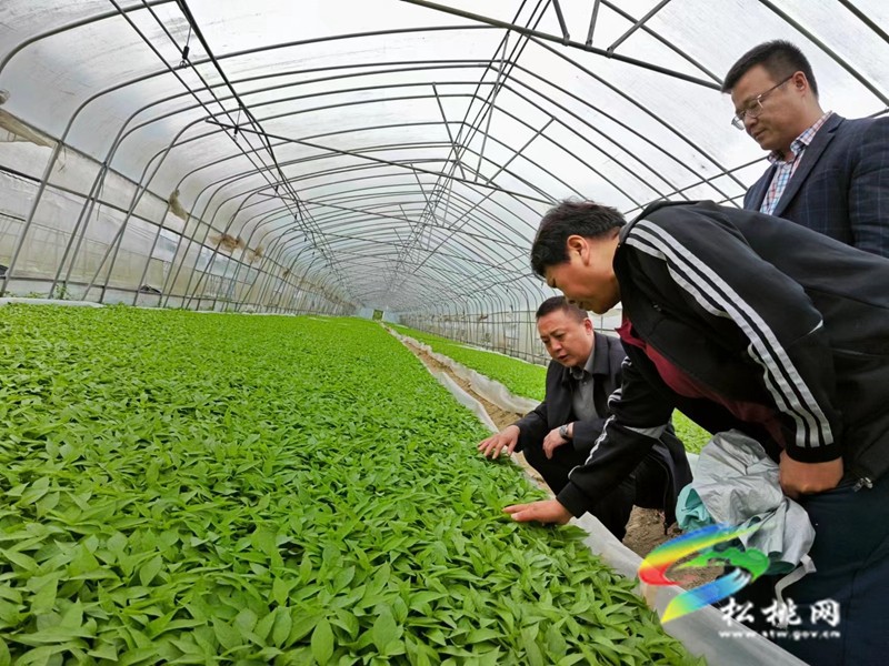 【奮進(jìn)的春天】甘龍鎮(zhèn)：發(fā)放400萬株辣椒苗助農(nóng)增收