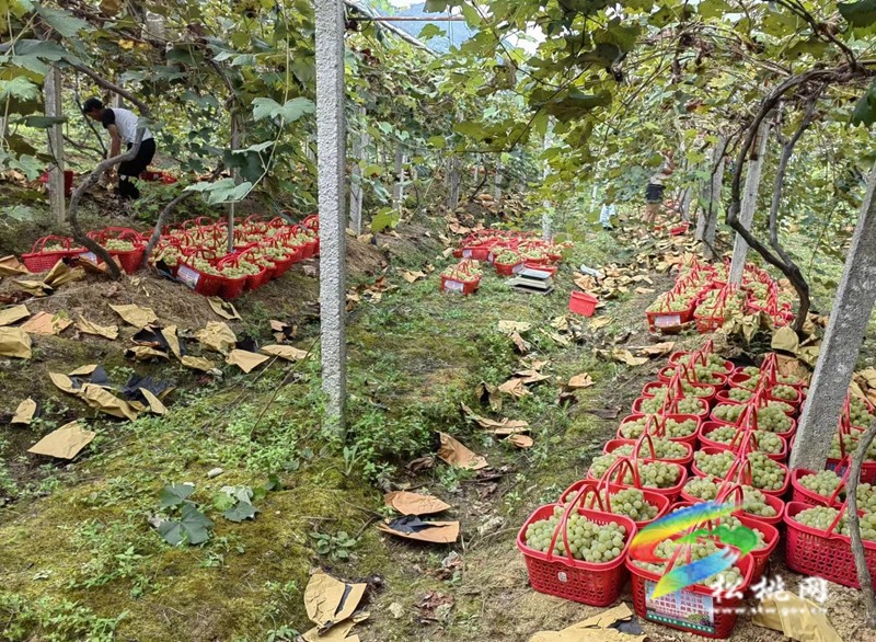 【奮進的春天】大路鎮(zhèn)寨冠村：家庭農(nóng)場為鄉(xiāng)村振興注入新動能