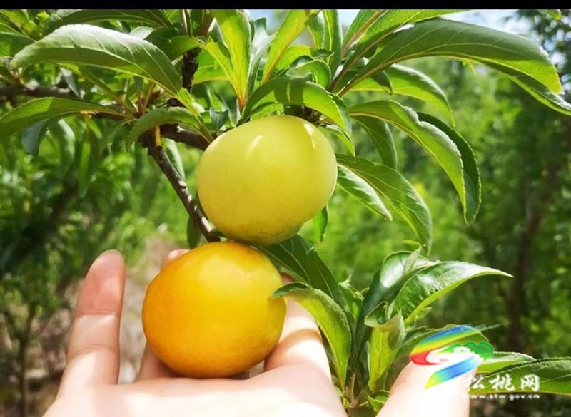 【奮進的春天】大路鎮(zhèn)寨冠村：家庭農(nóng)場為鄉(xiāng)村振興注入新動能