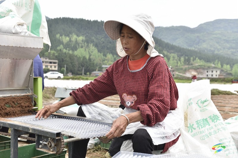【奮進(jìn)的春天】普覺鎮(zhèn):自動(dòng)化育秧 讓春耕生產(chǎn)跑出“加速度”