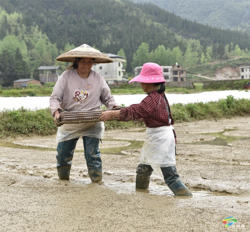 【奮進(jìn)的春天】普覺鎮(zhèn):自動(dòng)化育秧 讓春耕生產(chǎn)跑出“加速度”