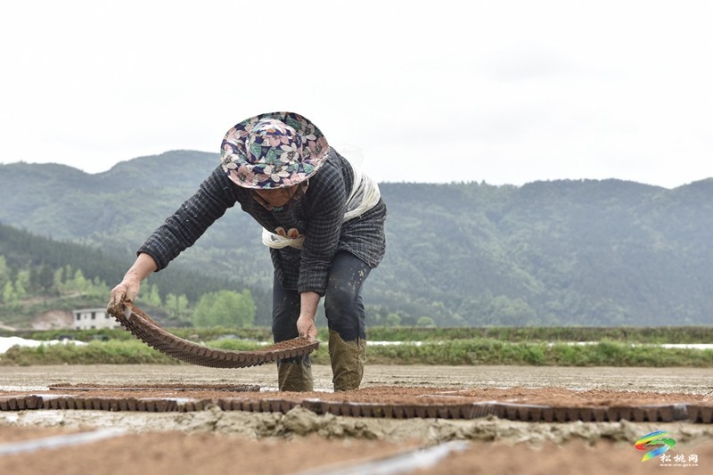 【奮進(jìn)的春天】普覺鎮(zhèn):自動(dòng)化育秧 讓春耕生產(chǎn)跑出“加速度”
