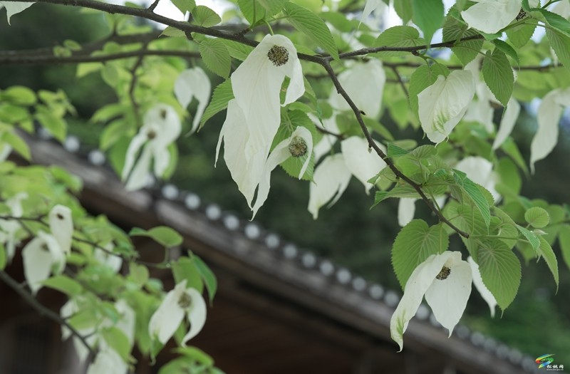 松桃陽(yáng)雀林場(chǎng)：守護(hù)萬(wàn)畝青山  構(gòu)筑綠色屏障