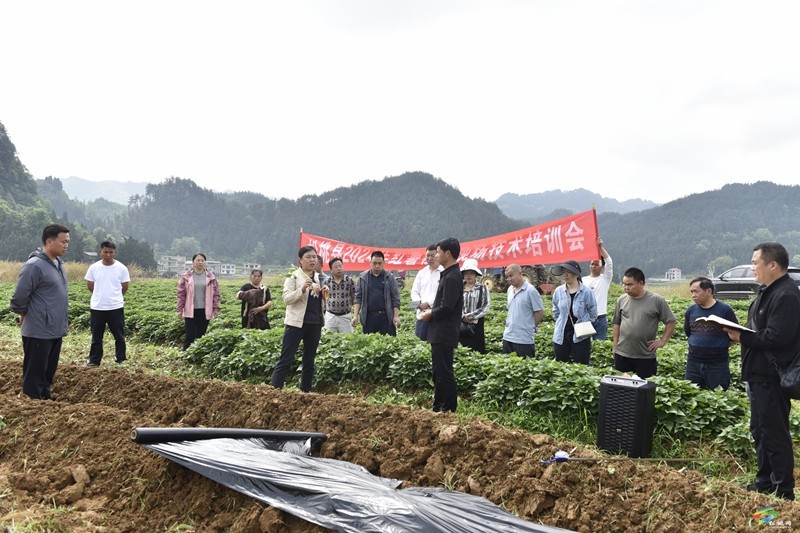 【奮進(jìn)的春天】松桃舉辦紅薯產(chǎn)業(yè)發(fā)展移栽技術(shù)現(xiàn)場培訓(xùn)會