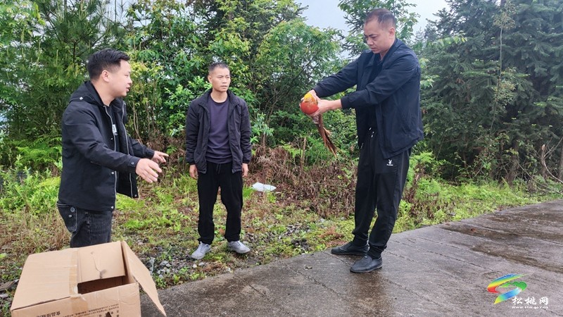 烏羅鎮(zhèn)：村民合力救助梵凈山紅腹錦雞
