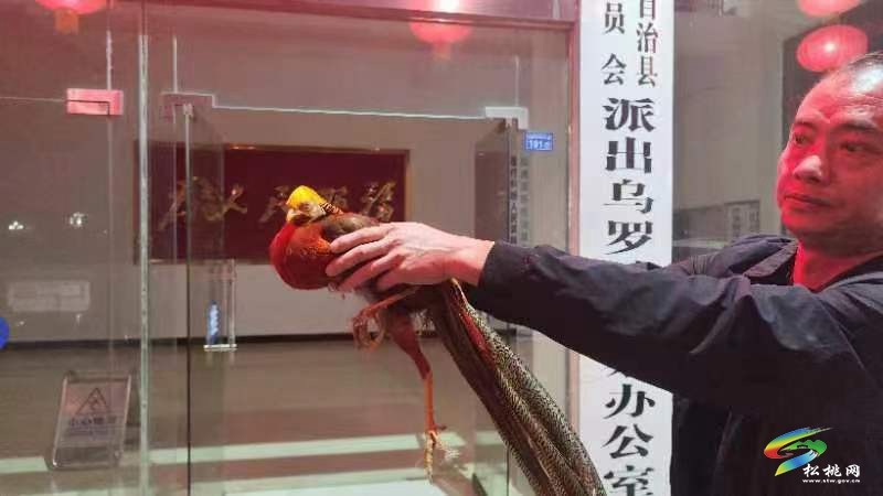 烏羅鎮(zhèn)：村民合力救助梵凈山紅腹錦雞