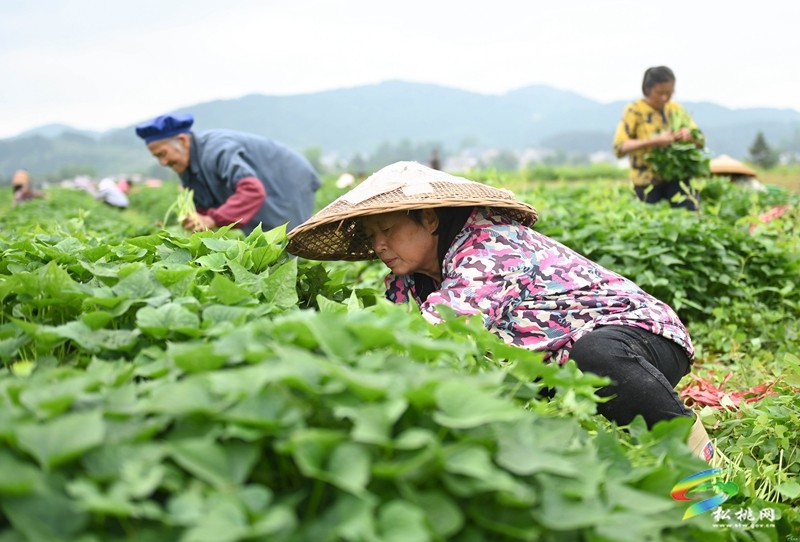 黃板鎮(zhèn)：搶抓農時栽薯苗 種下致富新“薯”光