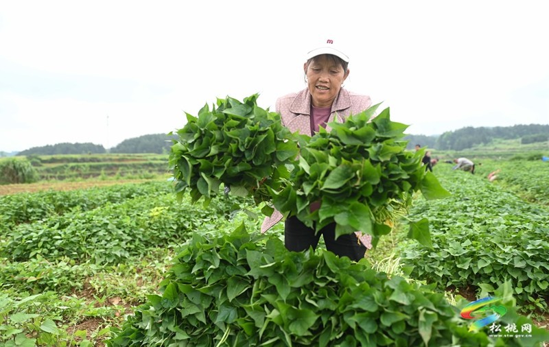 黃板鎮(zhèn)：搶抓農時栽薯苗 種下致富新“薯”光