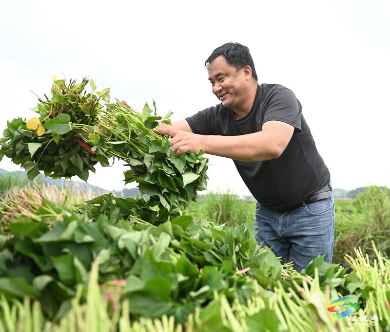 黃板鎮(zhèn)：搶抓農時栽薯苗 種下致富新“薯”光