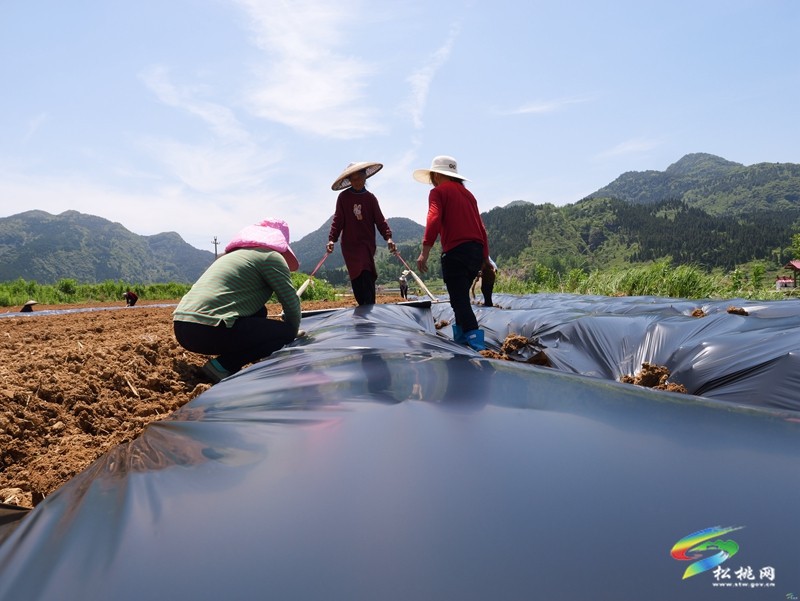 普覺鎮(zhèn)：紅薯移栽正當(dāng)時