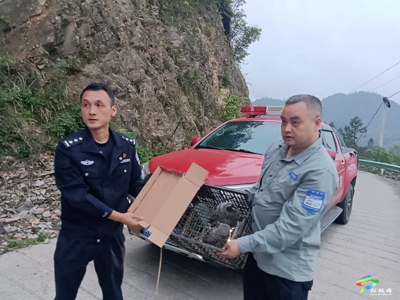 烏羅鎮(zhèn)：警民攜手救助國家二級保護動物“領角鸮”