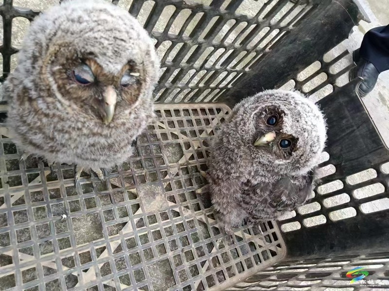 烏羅鎮(zhèn)：警民攜手救助國家二級保護動物“領角鸮”