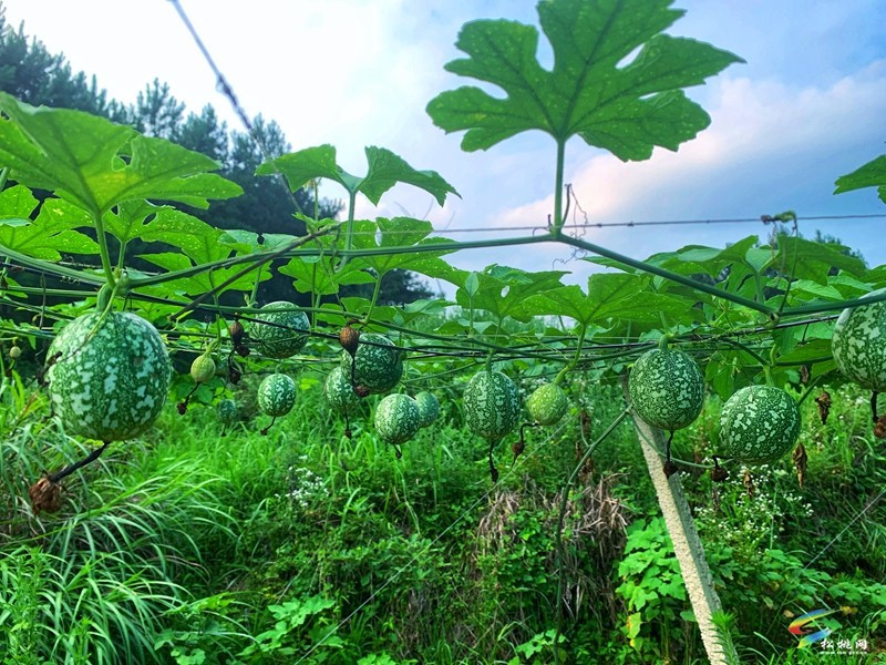 松桃：創(chuàng)辦強村富民工坊  拓展群眾增收路