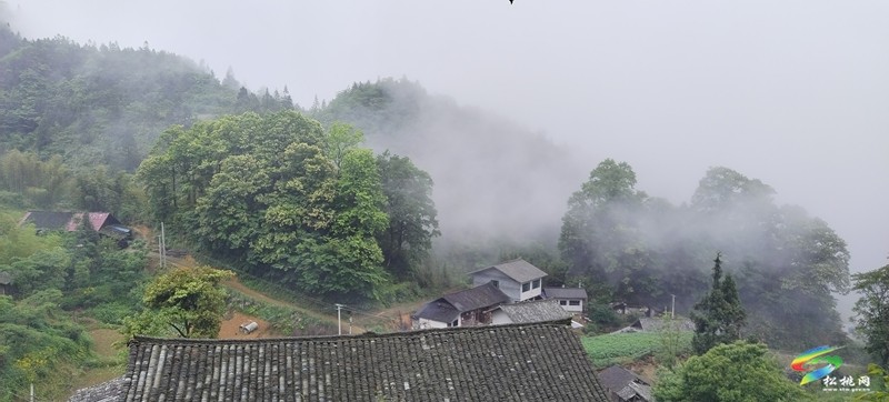 永安鄉(xiāng)：林下產(chǎn)業(yè)淫羊藿富民增收