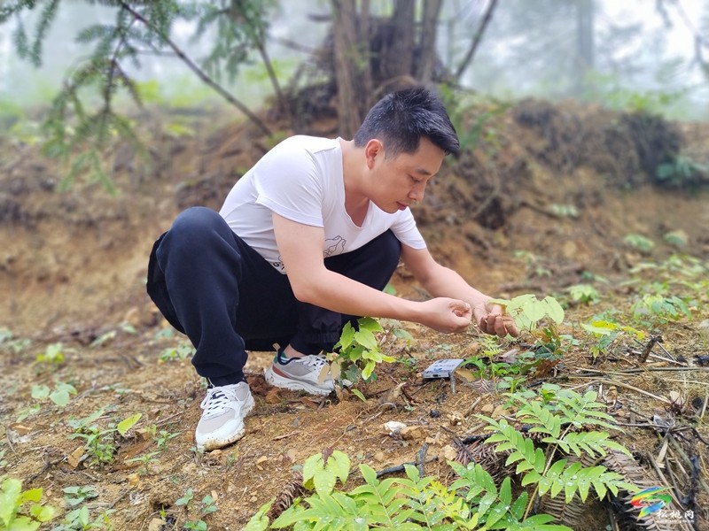 永安鄉(xiāng)：林下產(chǎn)業(yè)淫羊藿富民增收