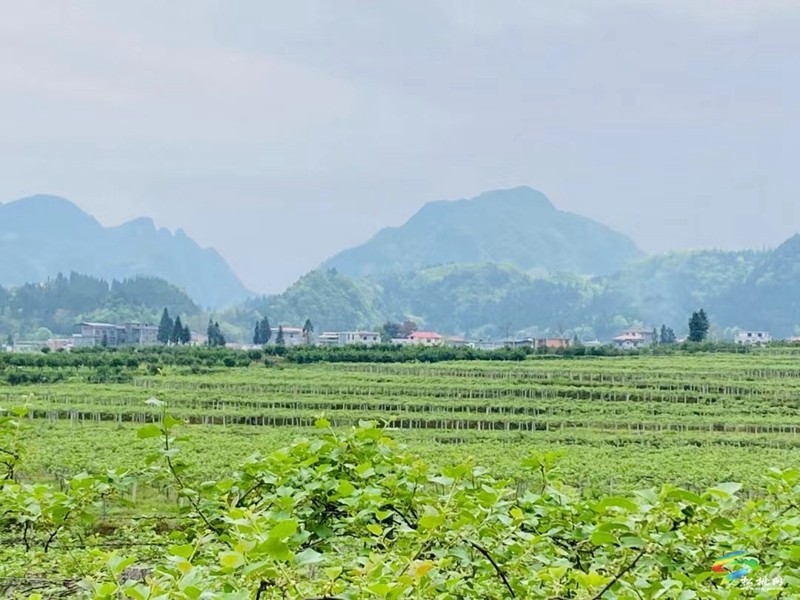 技術(shù)服務(wù) 資金籌措 產(chǎn)銷對接 產(chǎn)業(yè)黨支部推動土特產(chǎn)成產(chǎn)業(yè)