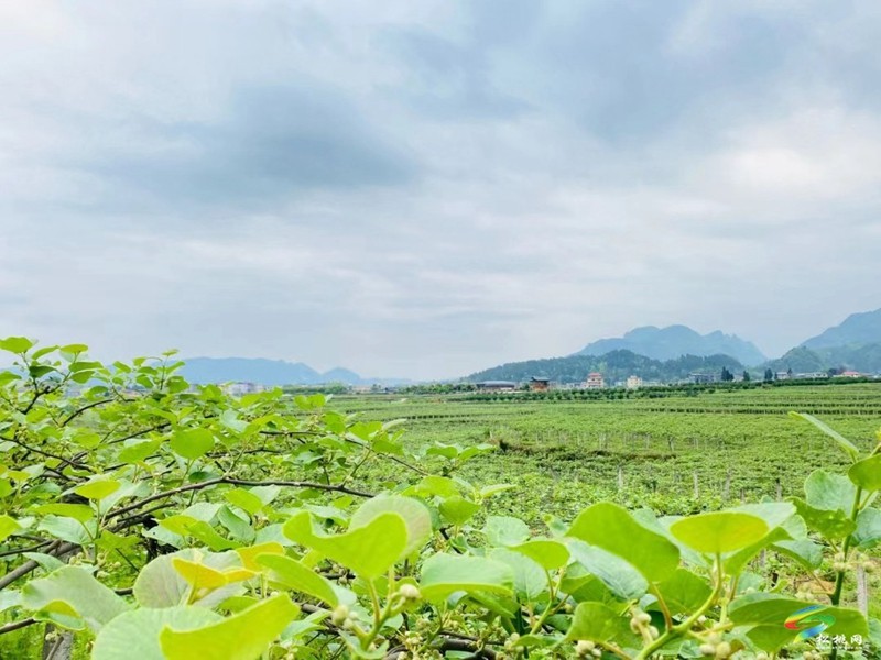 技術(shù)服務(wù) 資金籌措 產(chǎn)銷對接 產(chǎn)業(yè)黨支部推動土特產(chǎn)成產(chǎn)業(yè)