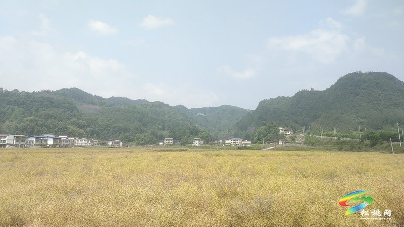 烏羅鎮(zhèn)：油菜豐收季 農(nóng)機(jī)助“?！睗M歸倉