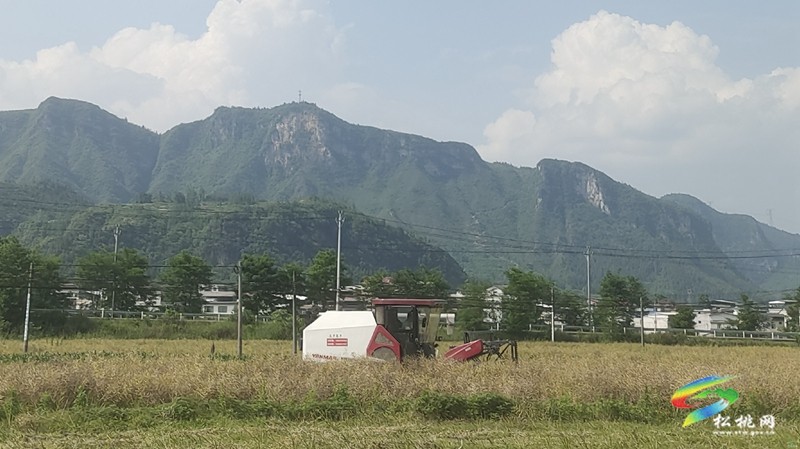 烏羅鎮(zhèn)：油菜豐收季 農(nóng)機(jī)助“?！睗M歸倉