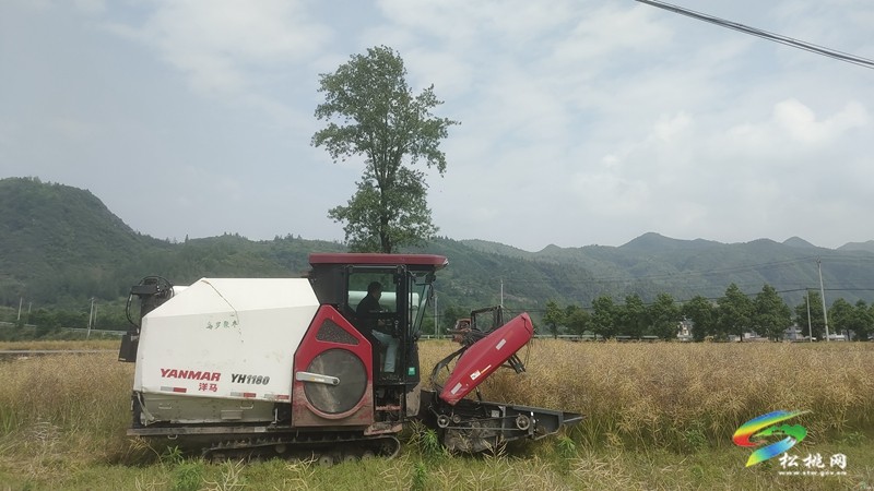 烏羅鎮(zhèn)：油菜豐收季 農(nóng)機(jī)助“?！睗M歸倉