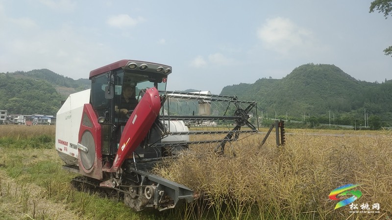 烏羅鎮(zhèn)：油菜豐收季 農(nóng)機(jī)助“?！睗M歸倉