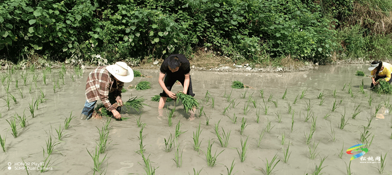 平頭鎮(zhèn)平土村：插秧助農(nóng)正當(dāng)時