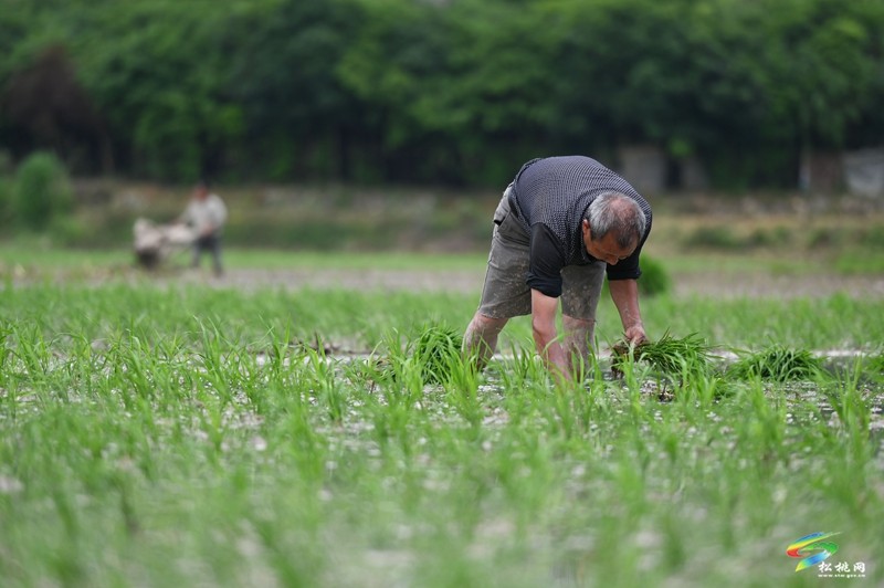 甘龍鎮(zhèn)：搶抓好時節(jié) 夏收夏種忙