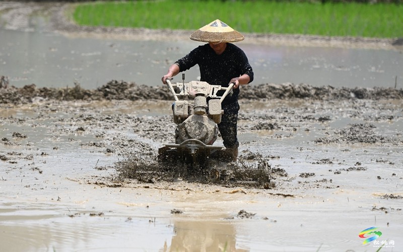 甘龍鎮(zhèn)：搶抓好時節(jié) 夏收夏種忙