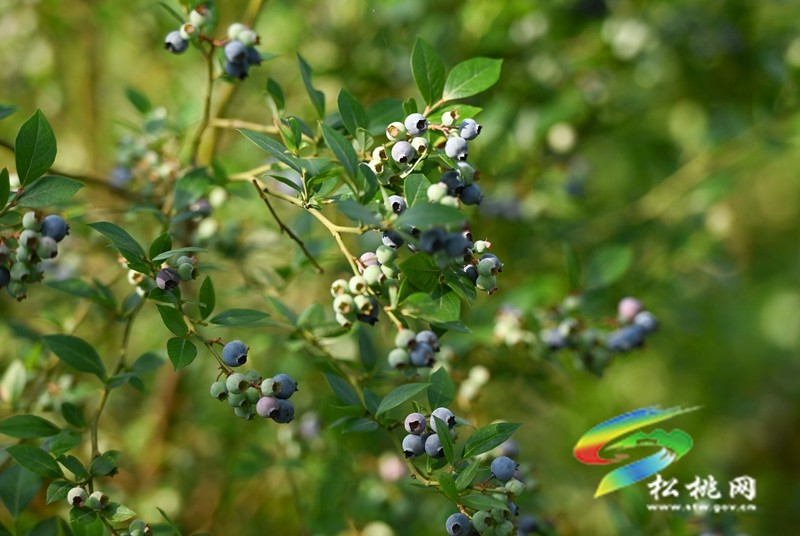 黃板鎮(zhèn)：藍(lán)莓成熟引客來