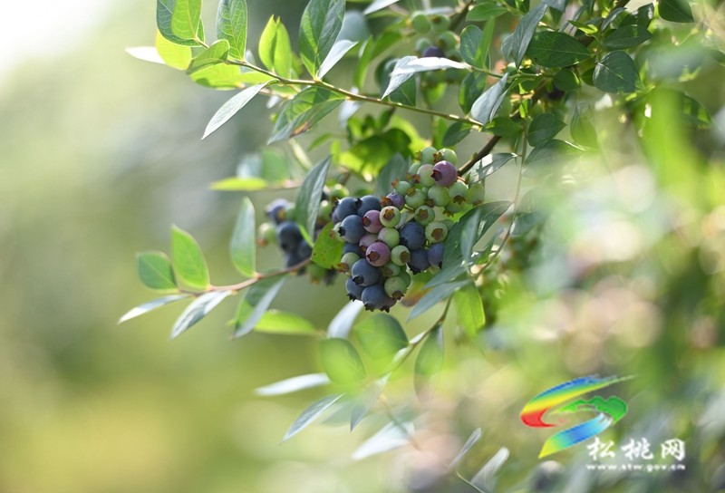 黃板鎮(zhèn)：藍(lán)莓成熟引客來