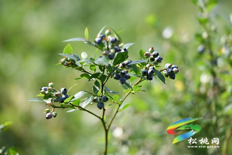 黃板鎮(zhèn)：藍(lán)莓成熟引客來