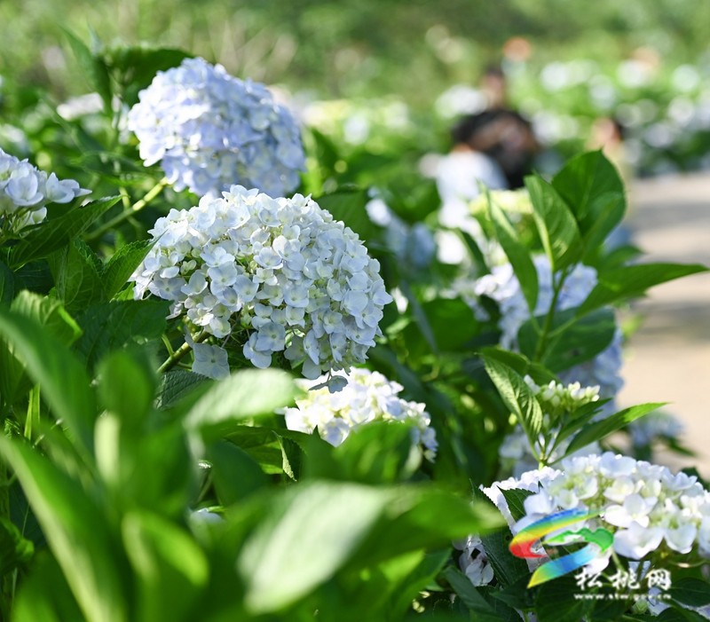 黃板鎮(zhèn)：藍(lán)莓成熟引客來