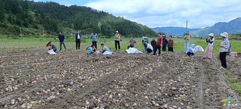 松桃：開展馬鈴薯示范基地測產(chǎn)驗收