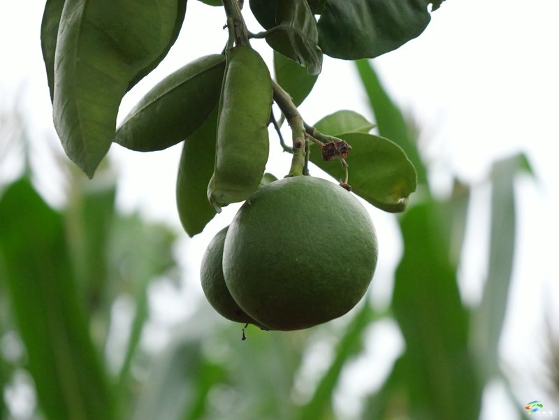 迓駕鎮(zhèn)青山村：借鑒“千萬工程”經(jīng)驗(yàn)  解鎖鄉(xiāng)村振興“密碼”