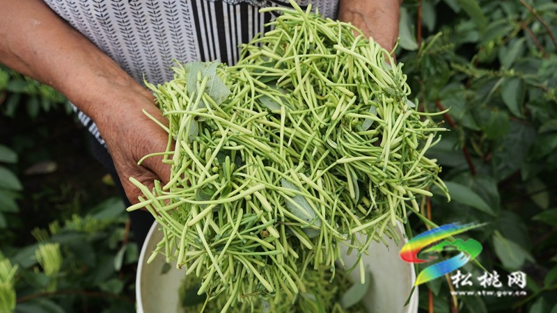 甘龍鎮(zhèn)友杠村：山銀花開“金銀”來(lái)