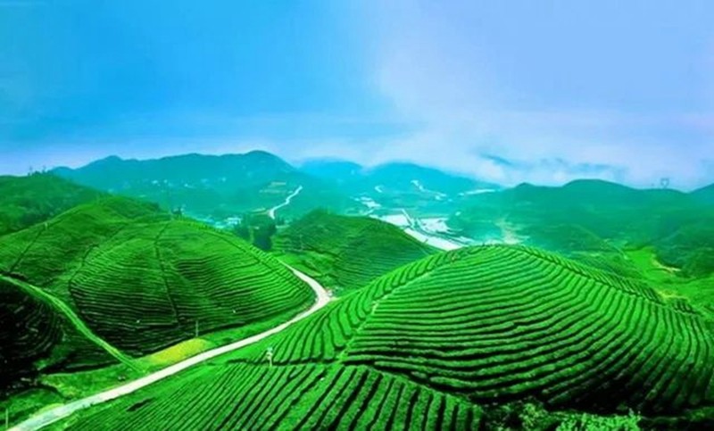 走進(jìn)銅仁,探尋一片葉子的故事