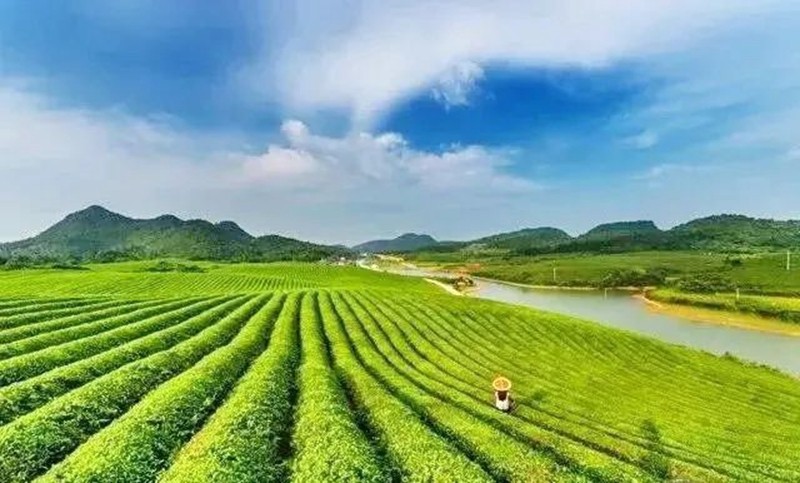 走進(jìn)銅仁,探尋一片葉子的故事