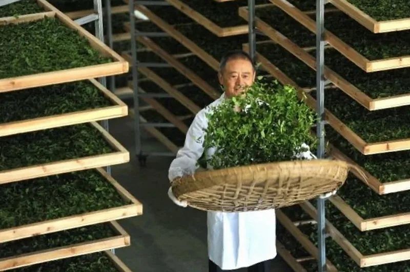 走進(jìn)銅仁,探尋一片葉子的故事