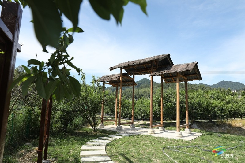 桃李滿枝頭  “豐”景美如畫(huà)