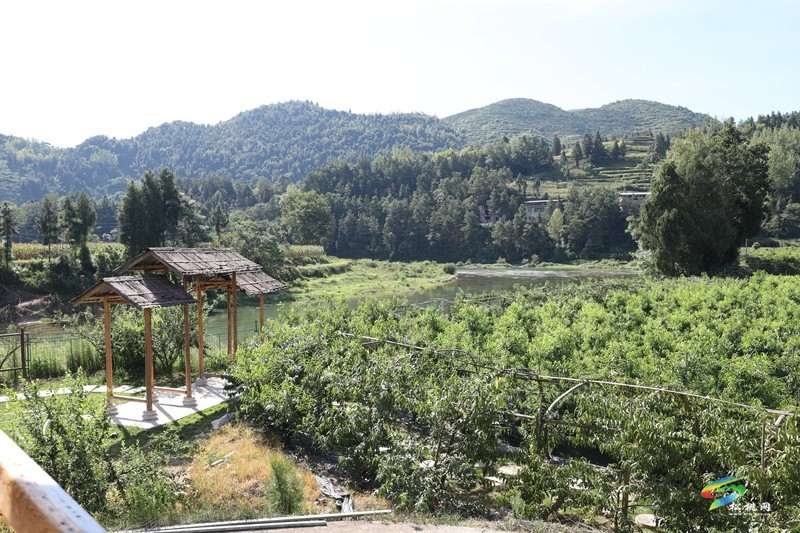 桃李滿枝頭  “豐”景美如畫(huà)